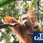 gold-mining-threatens-world-s-rarest-ape-in-sumatra-s-rainforest