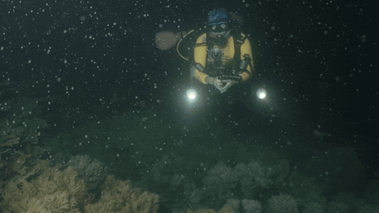 great-barrier-reef-s-annual-coral-spawning-a-spectacle-of-survival