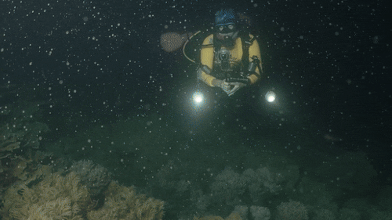 great-barrier-reef-s-annual-coral-spawning-a-spectacle-of-survival