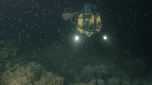 great-barrier-reef-s-annual-spawning-nature-s-spectacular-survival-act