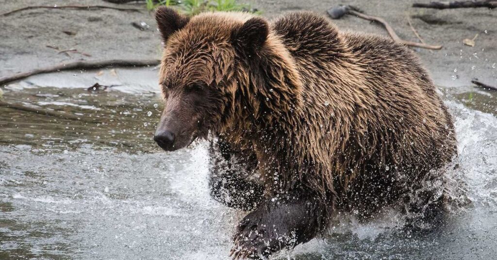 grizzly-bear-attack-in-canada-injures-11-sparks-community-alert