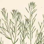 how-thale-cress-plants-perform-complex-math-to-survive