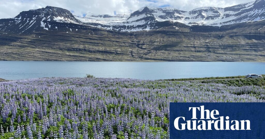 iceland-s-purple-flower-phenomenon-beauty-and-biodiversity-crisis