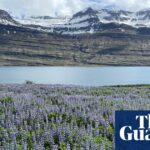 iceland-s-purple-flower-phenomenon-beauty-and-biodiversity-crisis