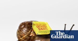 inside-the-snail-farm-tax-scheme-a-tale-of-loopholes-and-the-mafia