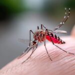 kunjin-virus-detected-in-cowra-early-warning-for-mosquito-season