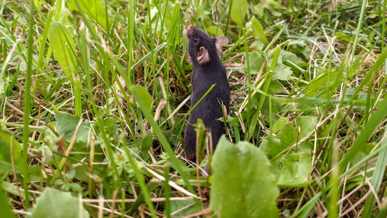 lab-mice-rehomed-to-fields-show-reversed-anxiety-in-new-study