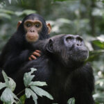 lethal-aggression-boosts-reproductive-success-in-wild-chimpanzees
