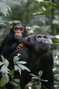 lethal-aggression-boosts-reproductive-success-in-wild-chimpanzees