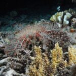 marine-conservation-efforts-curb-starfish-threat-on-great-barrier-reef