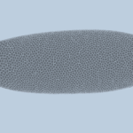 mit-engineers-develop-ai-to-predict-cell-development-in-fruit-flies