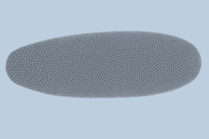 mit-engineers-develop-ai-to-predict-cell-development-in-fruit-flies