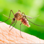 mosquito-alert-lismore-residents-warned-as-viruses-emerge-early