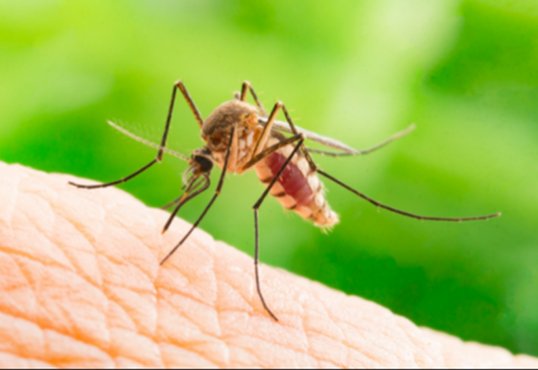 mosquito-alert-lismore-residents-warned-as-viruses-emerge-early