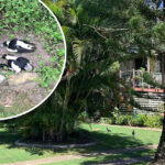 mysterious-bird-deaths-in-brisbane-suburb-raise-alarm-among-residents