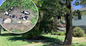 mysterious-bird-deaths-in-brisbane-suburb-raise-alarm-among-residents