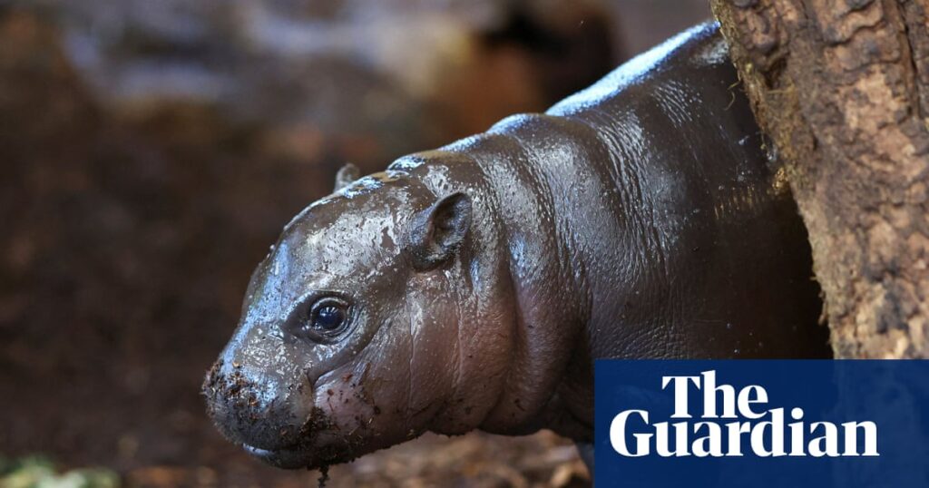 panya-the-pygmy-hippo-a-viral-sensation-captivating-the-world