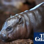 panya-the-pygmy-hippo-a-viral-sensation-captivating-the-world