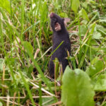 rewilding-lab-mice-a-new-approach-to-reducing-anxiety