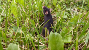 rewilding-lab-mice-a-new-approach-to-reducing-anxiety