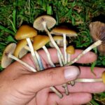 rising-magic-mushroom-use-sparks-concerns-over-rare-paralysis-syndrome