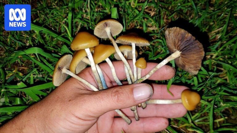 rising-magic-mushroom-use-sparks-concerns-over-rare-paralysis-syndrome