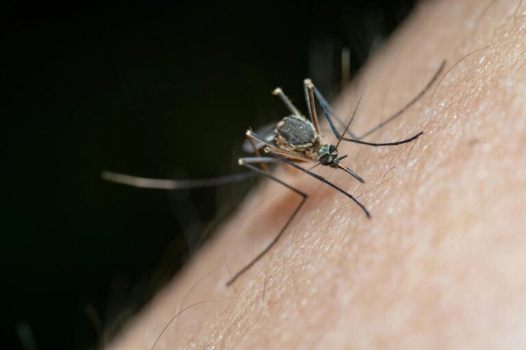 rising-ross-river-virus-threat-prompts-precautionary-measures-in-victoria