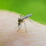 rising-temperatures-trigger-spike-in-ross-river-virus-cases-across-australia