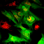 scientists-revolutionize-cell-repair-with-donated-mitochondria