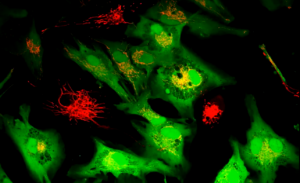 scientists-revolutionize-cell-repair-with-donated-mitochondria