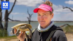 south-australia-s-innovative-strategy-to-save-native-freshwater-turtles