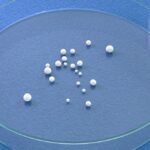 the-ethical-dilemma-of-brain-organoids-science-outpaces-regulation