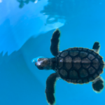 turtle-rescue-efforts-shine-at-whitsunday-centre-amidst-busy-year