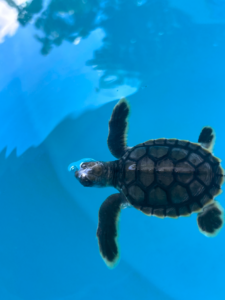 turtle-rescue-efforts-shine-at-whitsunday-centre-amidst-busy-year