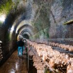 victorian-tunnels-a-mushroom-farmer-s-hidden-wonderland