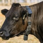 virtual-fencing-legalized-in-nsw-a-new-era-for-livestock-management
