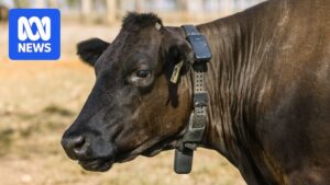 virtual-fencing-legalized-in-nsw-a-new-era-for-livestock-management
