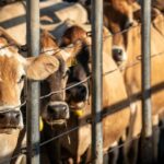 virtual-fencing-legalized-in-south-australia-to-enhance-bushfire-response