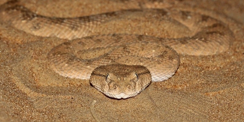 ancient-greek-viper-the-prehistoric-giant-of-northern-greece