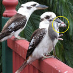 australian-wildlife-at-risk-the-hidden-dangers-of-rodenticides