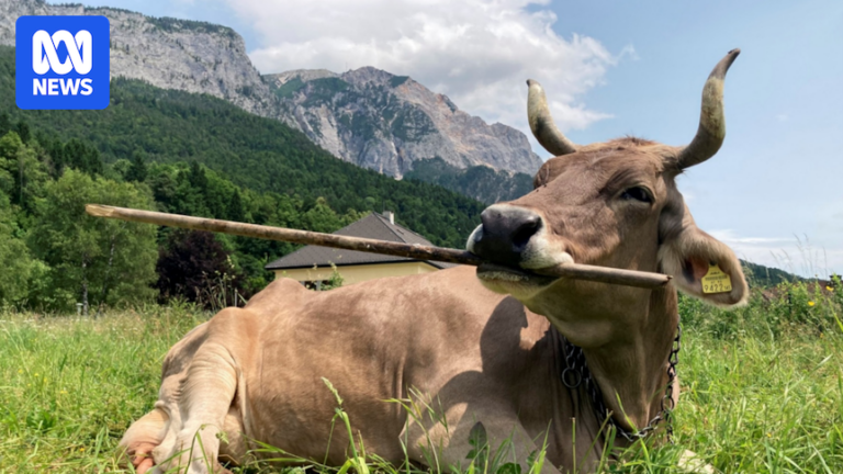 austrian-cow-s-tool-use-sparks-new-insights-into-animal-intelligence