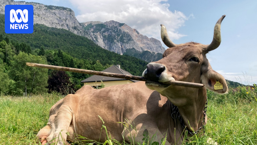 austrian-cow-s-tool-use-sparks-new-insights-into-animal-intelligence