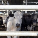 china-imposes-beef-import-quotas-threatening-global-trade-dynamics