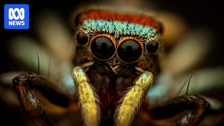 citizen-scientists-in-australia-help-track-bug-populations