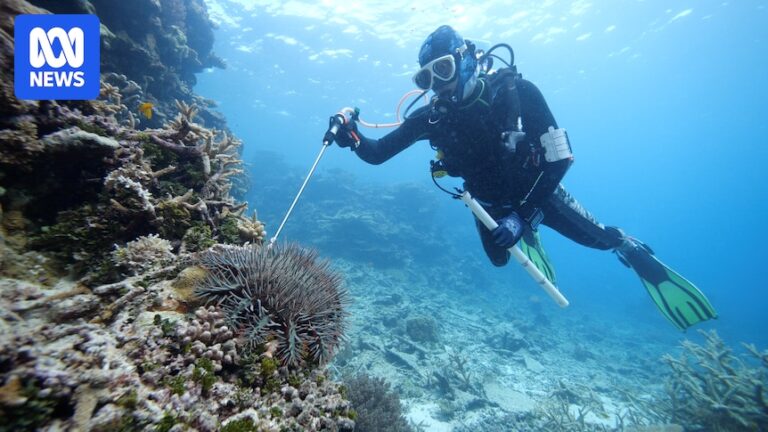 crown-of-thorns-starfish-outbreak-threatens-great-barrier-reef-1
