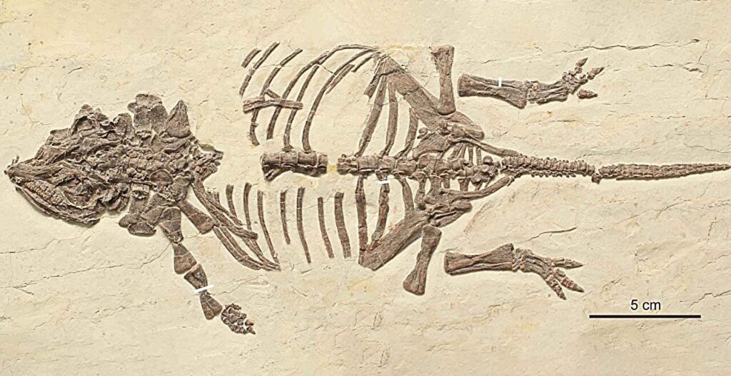 discovery-of-baby-ankylosaurs-in-china-solves-dinosaur-fossil-mystery