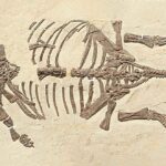 discovery-of-baby-ankylosaurs-in-china-solves-dinosaur-fossil-mystery