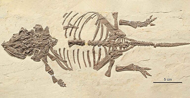 discovery-of-baby-ankylosaurs-in-china-solves-dinosaur-fossil-mystery