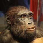 discovery-of-bipedalism-in-early-hominins-sheds-light-on-human-evolution