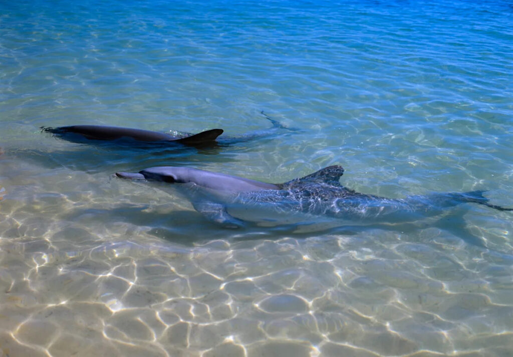 dolphins-social-bonds-linked-to-slower-aging-study-finds